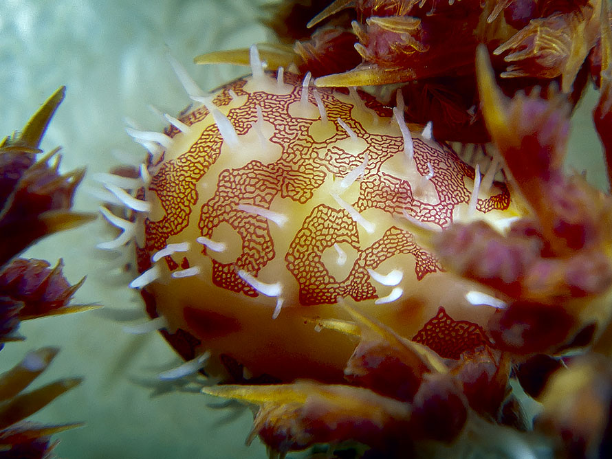 Diminovula culmen